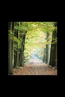 bospad in herfst