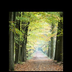 bospad in herfst van Corné van Lammeren