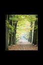 bospad in herfst van Corné van Lammeren thumbnail