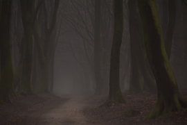 Dark forest by Nienke Bot