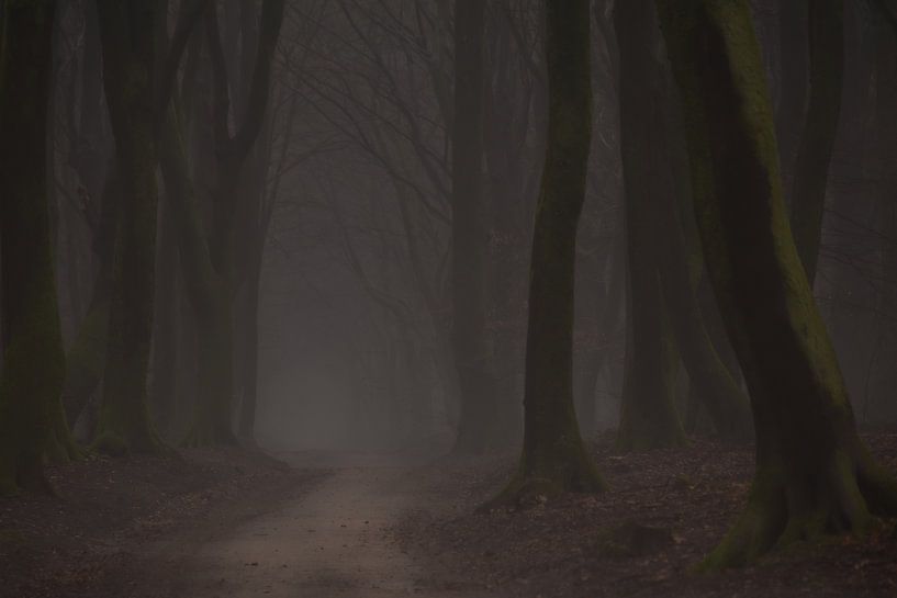 Dunkler Wald von Nienke Bot