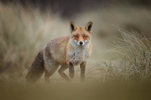 Fuchs in den Dünen