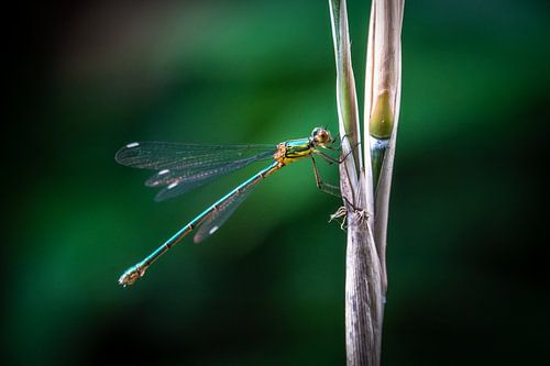 Green dragonfly