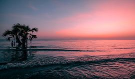 Sunrise with Palm tree by Jesse Simonis