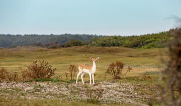 Young roe deer in the dunes 2 by Percy's fotografie