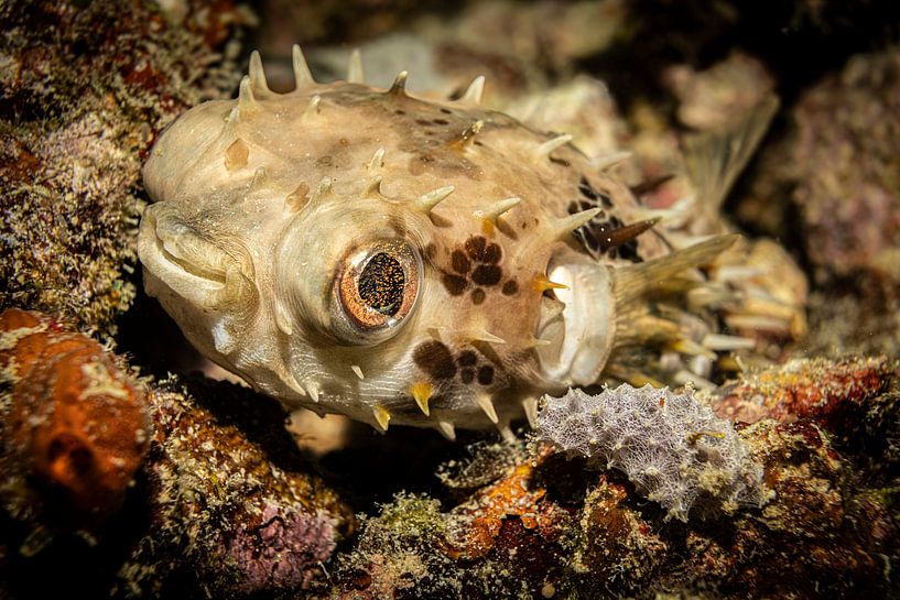 poisson-globe, Kapalai, Malaisie par Travel Tips and Stories