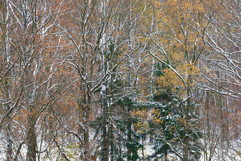 Schöner Winterwald von Thomas Jäger