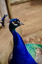 pauw by Janinne Lansdaal-van den Bos