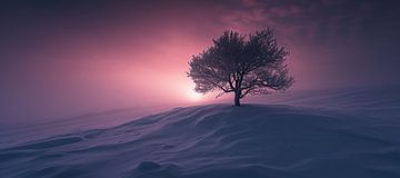 Winterboom in het avondlicht van fernlichtsicht