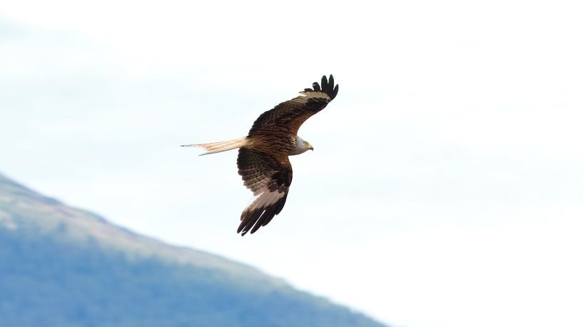 Rapace Milan royal Milvus milvus par Saranda in t Veld Fotografie