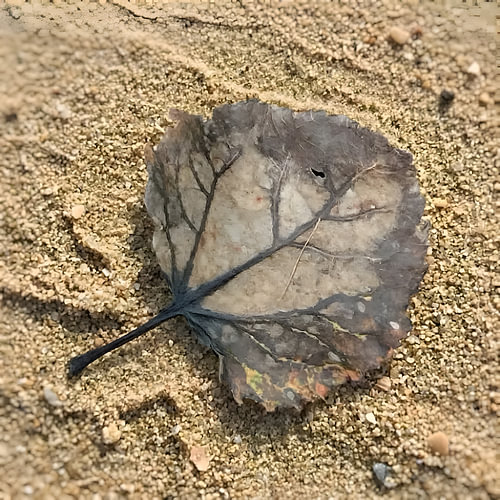 Withered leaf on warm sand