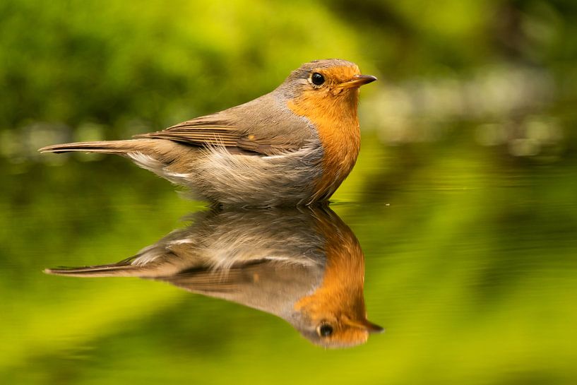 Roodborst by Miranda Bos