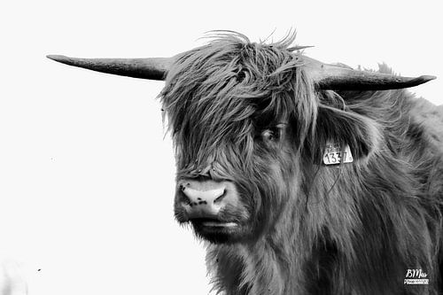 Schotse hooglander (zwart wit)