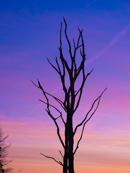 kleuren van snippefotografie