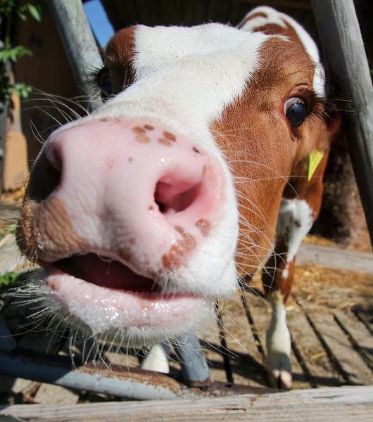 Curious cow/calf nose - Cute Close-up on the Farm by John Beemsterboer