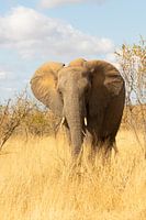 Éléphant
