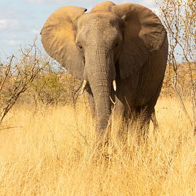 Olifant van Dennis te Lintelo