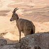Steinbock in Mitzpe Ramon, Israel von Janny Beimers