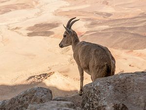 Steinbock in Mitzpe Ramon, Israel