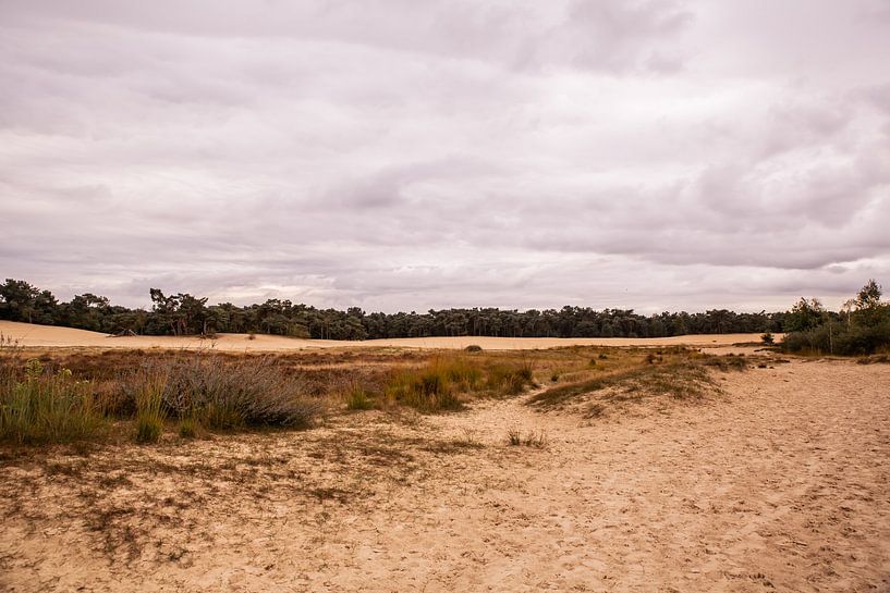 Trees on sand 13 - Loonse en Drunense Duinen by Deborah de Meijer