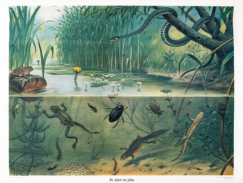 Plaque d'école dans un fossé ou une flaque d'eau