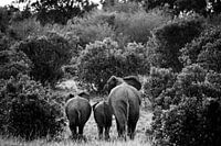 Elefanten in der Masai Mara, Kenia