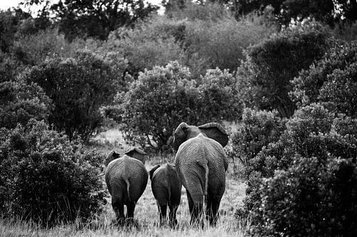 Elephants at the Masai Mara, Kenya