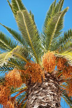 Palmboom met rijpende dadels