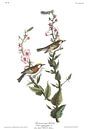 Gelbscheitel-Waldsänger von Birds of America Miniaturansicht