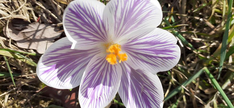 Spring bloomers by Tanja Schmidt
