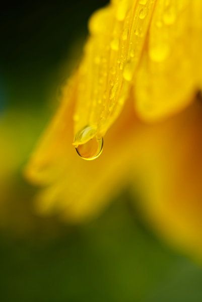 Raindrops on Sunflower I von Iris Holzer Richardson