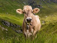 Koe op de alpenweide in de Zwitserse Alpen