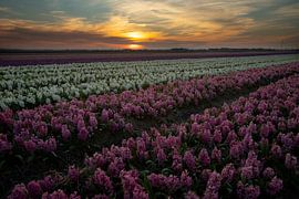 Les jacinthes au coucher du soleil