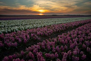 Hyacinten tijdens zonsondergang