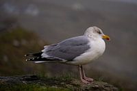 Gull in the Irish landscape