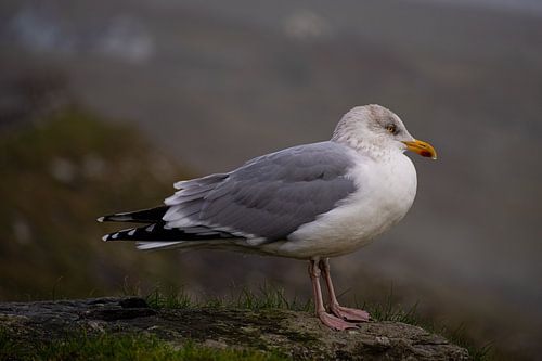 Möwe in der irischen Landschaft
