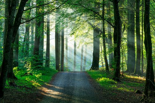 Rold Skov (Denemarken)