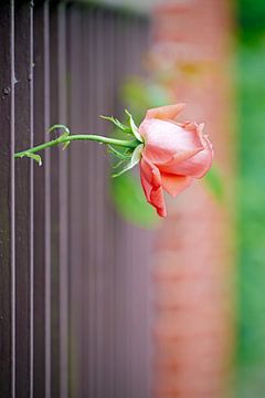 blühende Rose am Gartenzaun