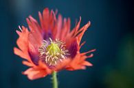 Rode papaver van Cor de Hamer thumbnail