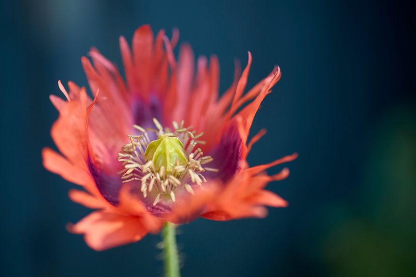 Rode papaver van Cor de Hamer