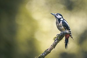 grote bonte specht