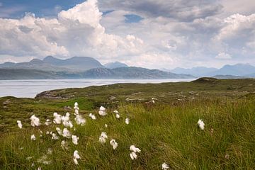 Herbe à laine sur un loch dans les Highlands écossais sur Haarms