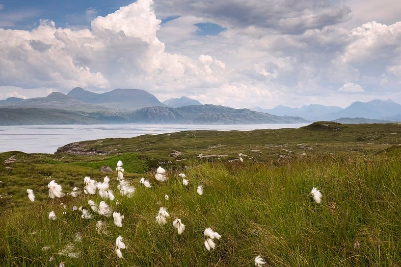 Wollgras an einem Loch in den schottischen Highlands von Haarms