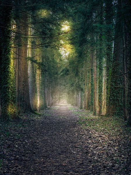 Une promenade dans le parc par Wim van D