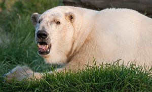 Ours polaire : Zoo de Blijdorp