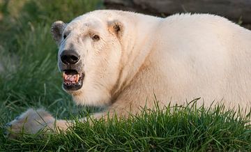Polar bear : Blijdorp Zoo by Loek Lobel