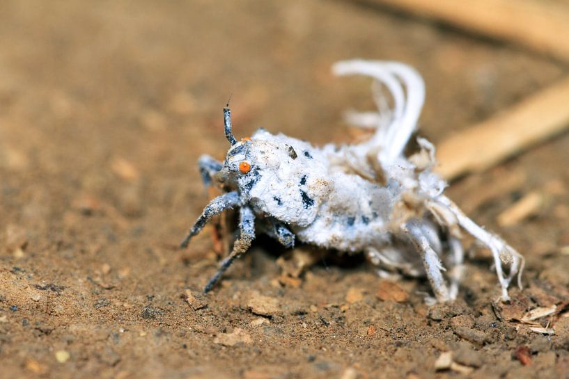 Flower bug by Dennis van de Water