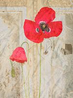 Mohn vor dem Fenster