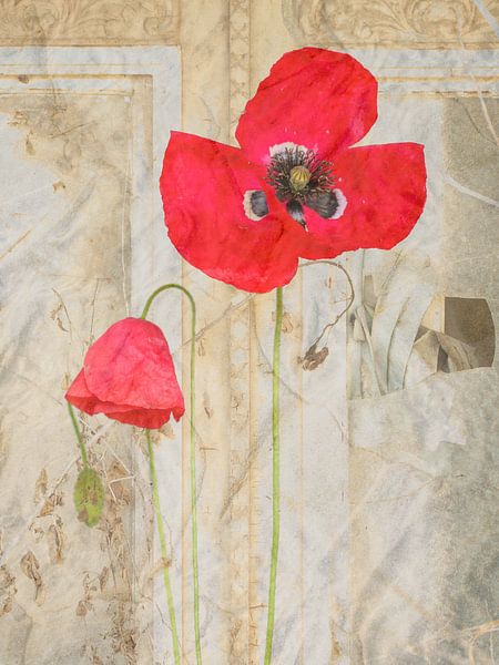 Coquelicot devant la fenêtre par Gonda Versteeg