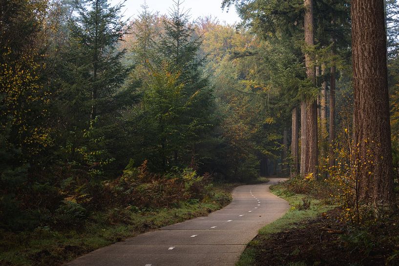 Fietspad door het bos van OCEANVOLTA
